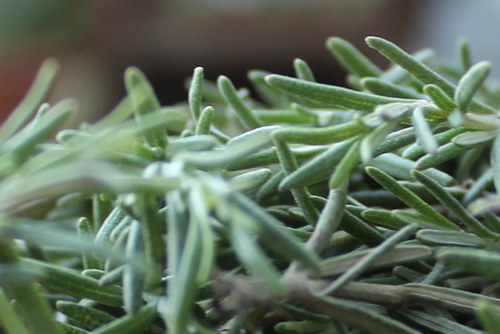 Rosemary Extract