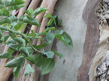 Eucalyptus Essential Oil