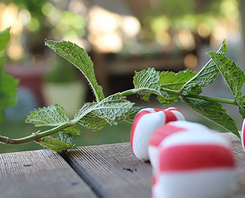 Peppermint Essential Oil